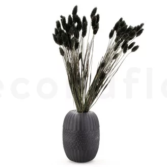 Dried Phalaris Black