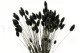 Dried Phalaris Black 7