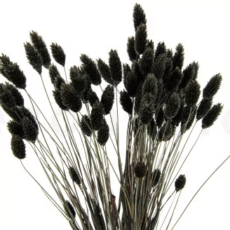 Dried Phalaris Black