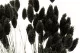 Dried Phalaris Black 4