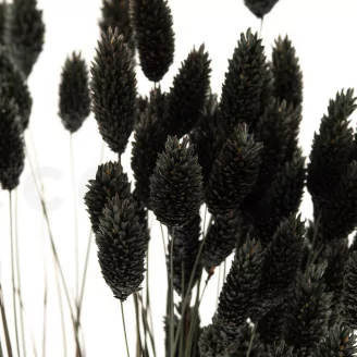 Dried Phalaris Black