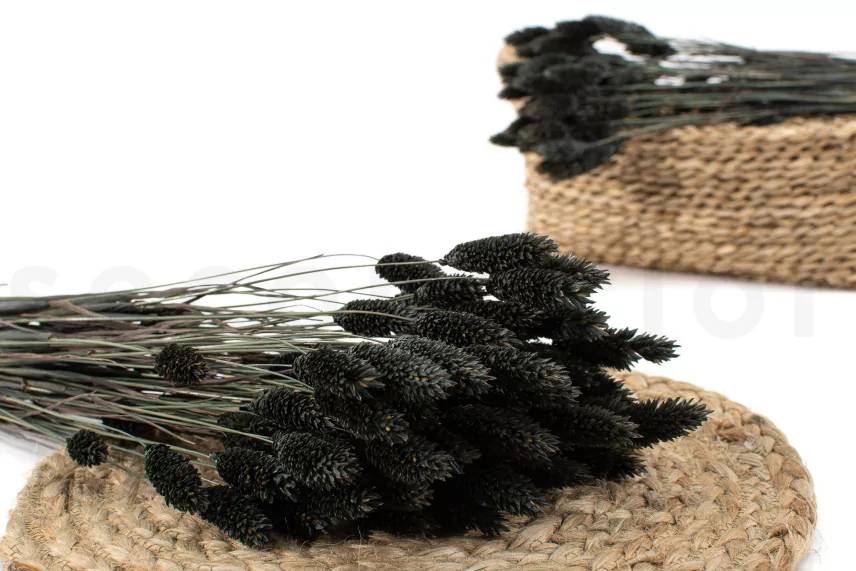 Dried Phalaris Black