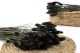 Dried Phalaris Black 1