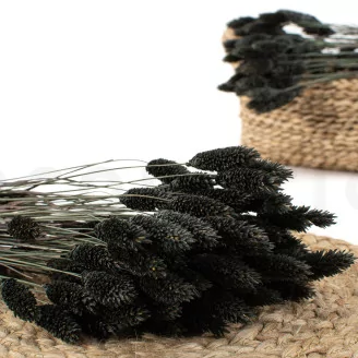 Dried Phalaris Black