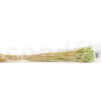 Dried Phalaris Kiwi