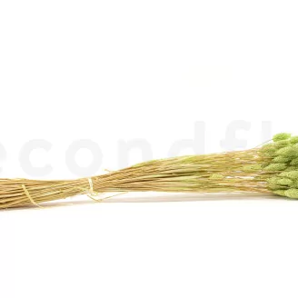 Dried Phalaris Kiwi