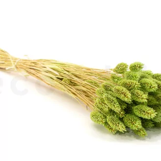 Dried Phalaris Kiwi