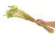 Dried Phalaris Kiwi 2