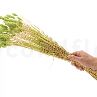 Dried Phalaris Kiwi