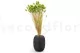 Dried Phalaris Kiwi 6