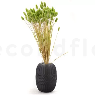 Dried Phalaris Kiwi