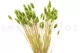 Dried Phalaris Kiwi 7