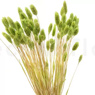 Dried Phalaris Kiwi