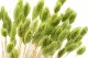 Dried Phalaris Kiwi 4