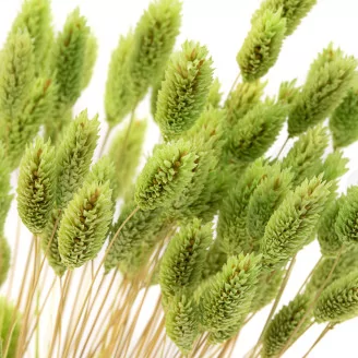 Dried Phalaris Kiwi