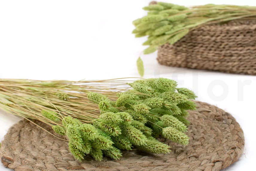 Dried Phalaris Kiwi