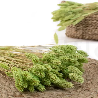 Dried Phalaris Kiwi