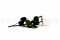 A 30 cm Preserved White English Rose in a Bulk of 25 Units