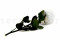 A 30 cm Preserved White English Rose in a Bulk of 25 Units