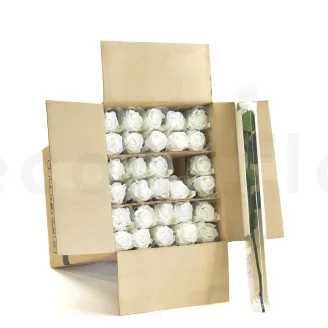 Preserved Rose on Stem 20" White (set of 30)