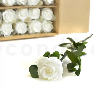 Preserved Rose on Stem 20" White (set of 30)