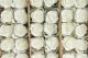 Preserved Rose on Stem 20" White (set of 30) 2