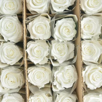 Preserved Rose on Stem 20" White (set of 30)