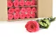 Preserved Rose on Stem 20" Dark Pink (set of 30) 3