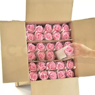 Preserved Rose on Stem 20" Light Pink (set of 30)