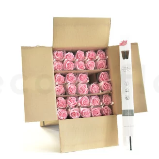 Preserved Rose on Stem 20" Light Pink (set of 30)