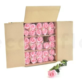 Preserved Rose on Stem 20" Light Pink (set of 30)