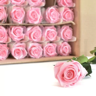 Preserved Rose on Stem 20" Light Pink (set of 30)