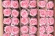 Preserved Rose on Stem 20" Light Pink (set of 30) 4