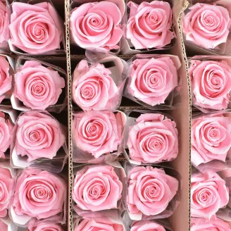Preserved Rose on Stem 20" Light Pink (set of 30)