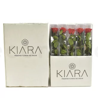 Preserved Rose on Stem 20" Red - Individual Gift Box (set of 20)