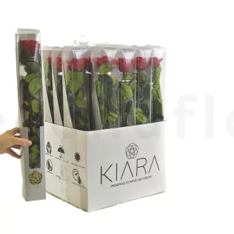 Preserved Rose on Stem 20" Red - Individual Gift Box (set of 20)