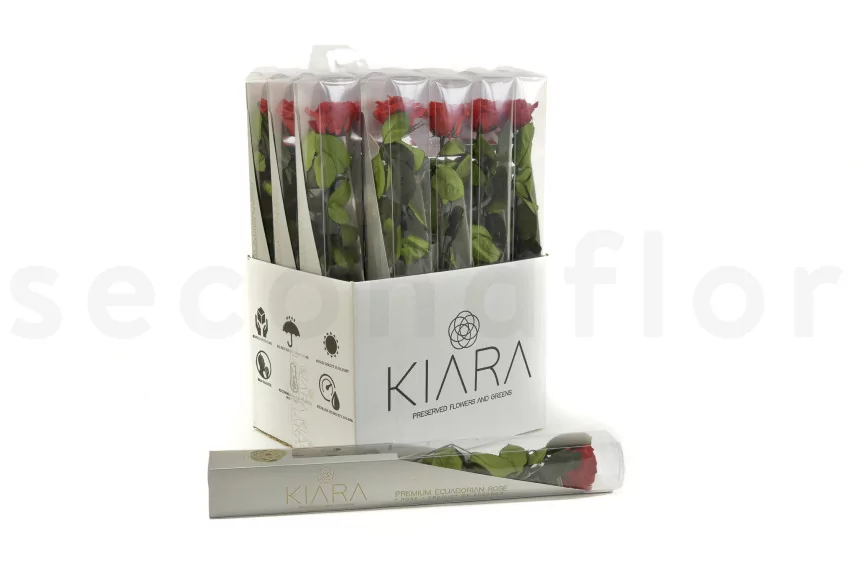 Preserved Rose on Stem 20" Red - Individual Gift Box (set of 20)