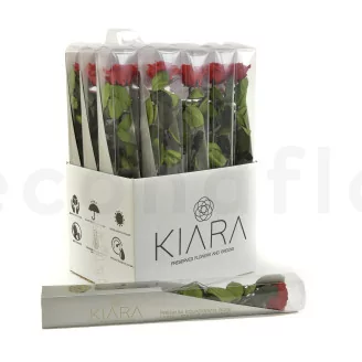 Preserved Rose on Stem 20" Red - Individual Gift Box (set of 20)