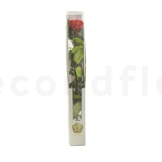 Preserved Rose on Stem 20" Red - Individual Gift Box (set of 20)