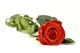 Preserved Rose on Stem 20" Red - Individual Gift Box (set of 20) 9