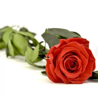 Preserved Rose on Stem 20" Red - Individual Gift Box (set of 20)