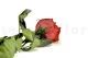 Preserved Rose on Stem 20" Red - Individual Gift Box (set of 20) 10