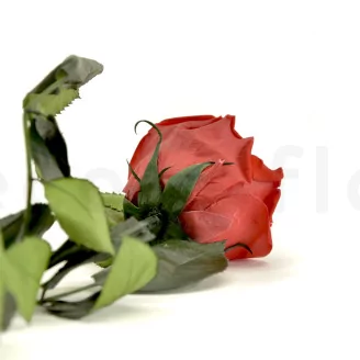 Preserved Rose on Stem 20" Red - Individual Gift Box (set of 20)