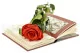 Preserved Rose on Stem 20" Red - Individual Gift Box (set of 20) 2