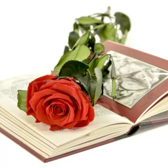 Preserved Rose on Stem 20" Red - Individual Gift Box (set of 20)