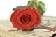 Preserved Rose on Stem 20" Red - Individual Gift Box (set of 20) 8