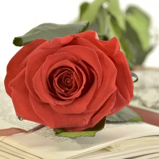 Preserved Rose on Stem 20" Red - Individual Gift Box (set of 20)