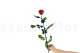 Preserved Rose on Stem 20" Red - Individual Gift Box (set of 20) 5