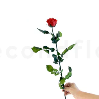 Preserved Rose on Stem 20" Red - Individual Gift Box (set of 20)