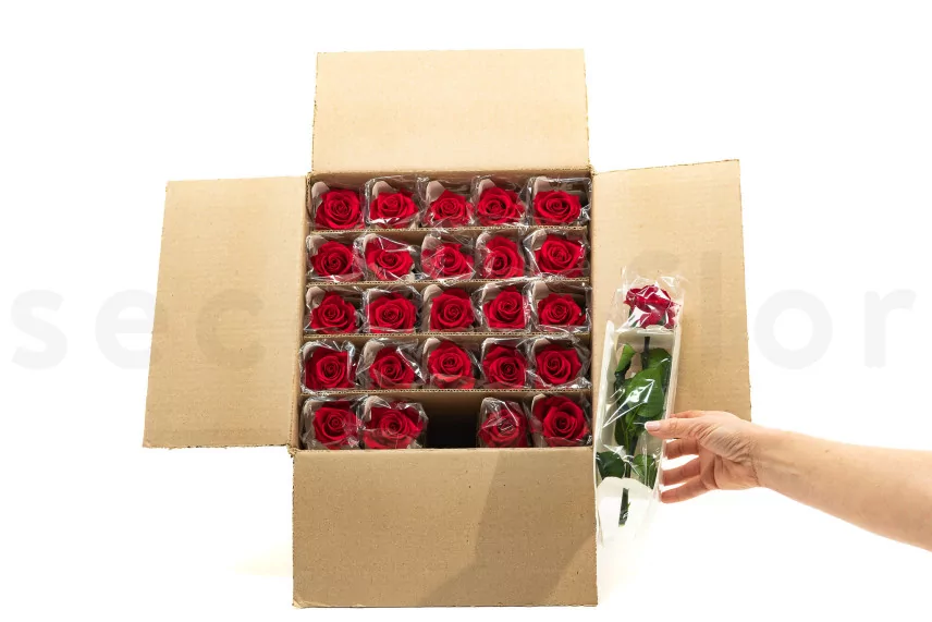 Preserved Rose on stem 12" Red (x25)